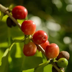 Kawa ziarnista Le Cafe Brazil, 250 g, intensywność 3/5
