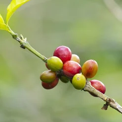 Kawa ziarnista Le Cafe Crema, 250 g, intensywność 2/5