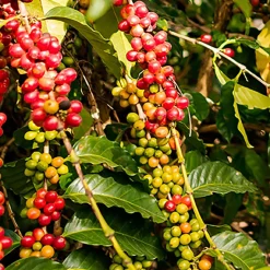 Kawa ziarnista Le Cafe Crema, 1 kg, intensywność 2/5