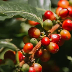 Kawa ziarnista Le Cafe Espresso, 250 g, intensywność 4/5