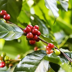 Kawa ziarnista Le Cafe Espresso, 1 kg, intensywność 4/5