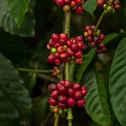 Kawa ziarnista Noble Coffee, 1 kg, intensywność 3/5