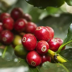 Kawa ziarnista Noble Espresso, 250 g, intensywność 4/5